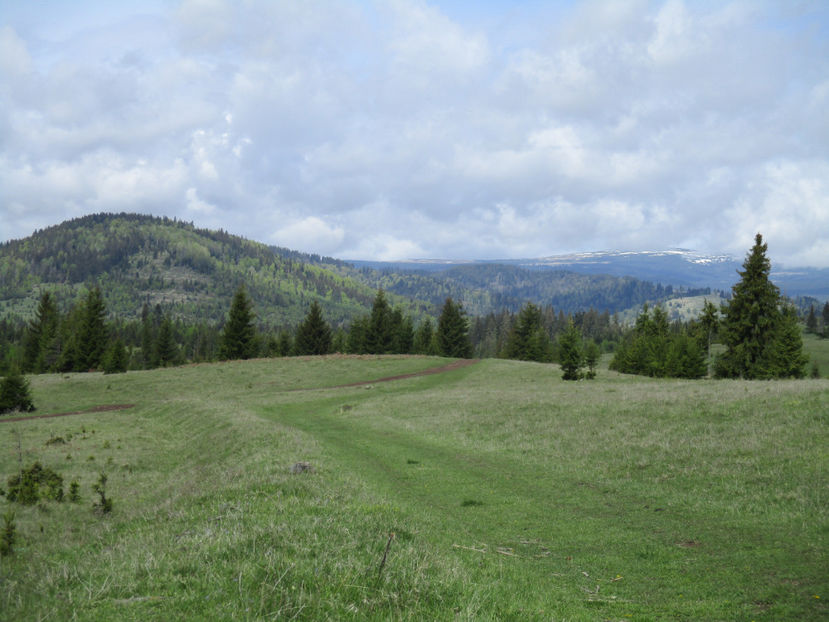 Higeul si Calimanii cu zapada - Urcatul la Stana Dealul Alb 2017 primavara