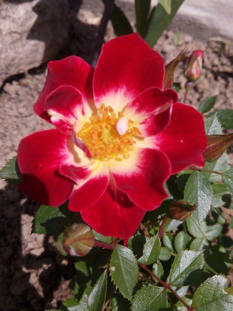 25 mai 2017 - Little artist