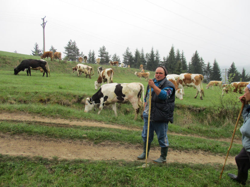 iar ne ploua-455 - Urcatul la Stana Dealul Alb 2017 primavara