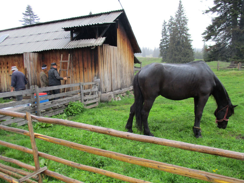 iarasi ploua tare - Urcatul la Stana Dealul Alb 2017 primavara