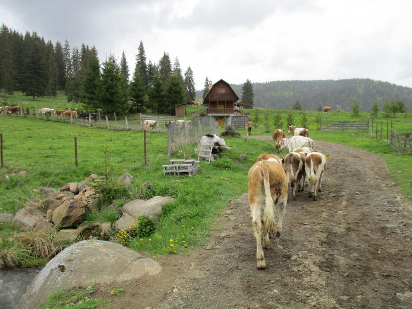 iarasi urcam putin-4d - Urcatul la Stana Dealul Alb 2017 primavara