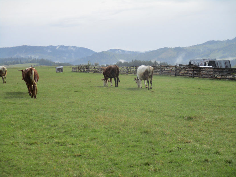 Iasa si soarele putin-54d - Urcatul la Stana Dealul Alb 2017 primavara