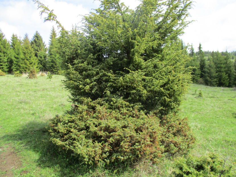 Ienupar frumos-1 - Urcatul la Stana Dealul Alb 2017 primavara