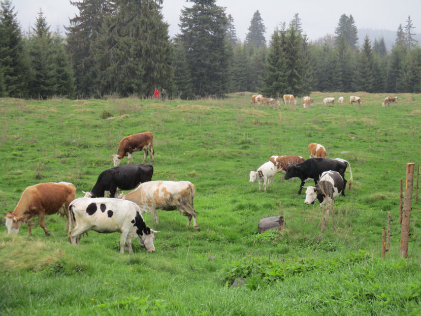 in fata Stanii langa ocol - Urcatul la Stana Dealul Alb 2017 primavara