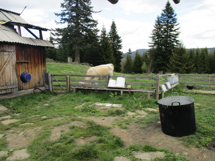 in fata Stanii-xn7 - Urcatul la Stana Dealul Alb 2017 primavara