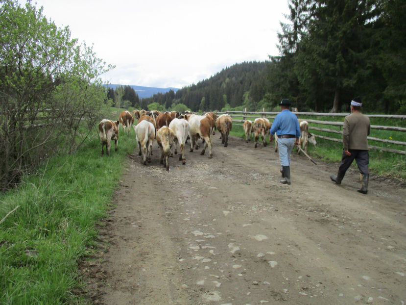 In urma vacilor-vs8 - Urcatul la Stana Dealul Alb 2017 primavara
