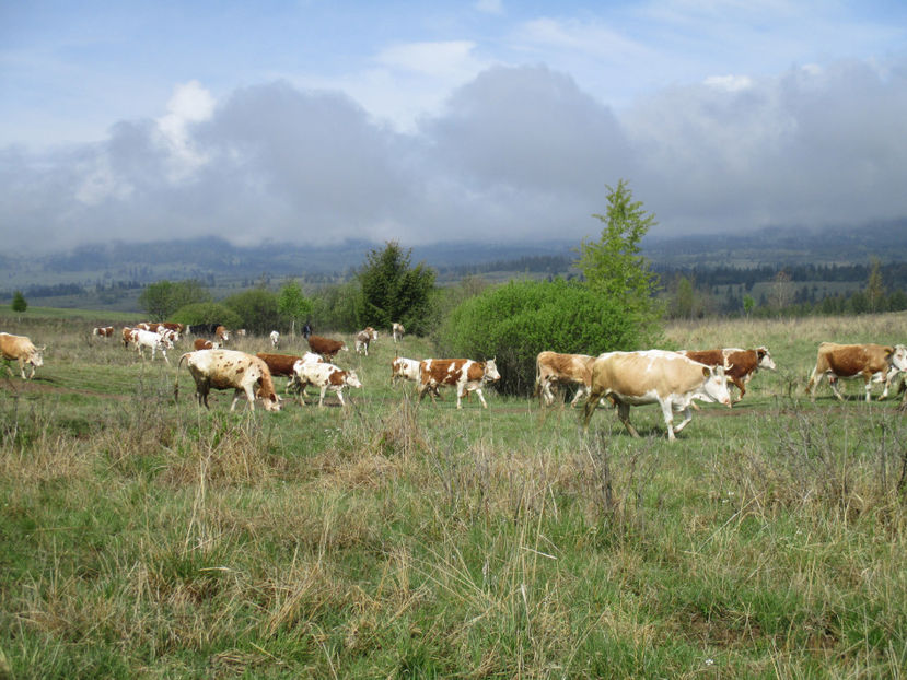 inaintam incet - Urcatul la Stana Dealul Alb 2017 primavara