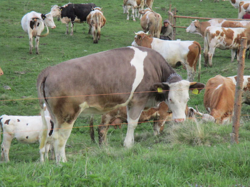 Ionela la firul cu curent-1 - Urcatul la Stana Dealul Alb 2017 primavara