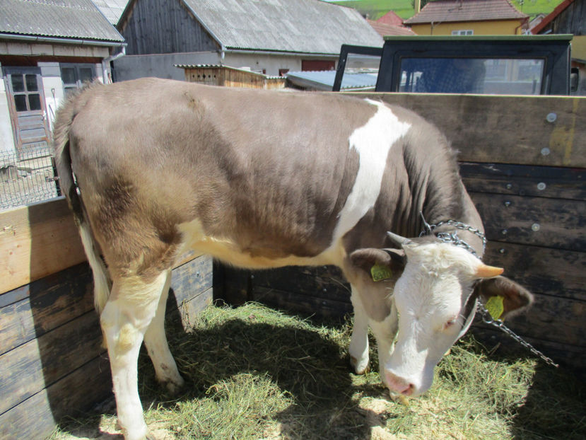 Ionela merge si ea - Urcatul la Stana Dealul Alb 2017 primavara