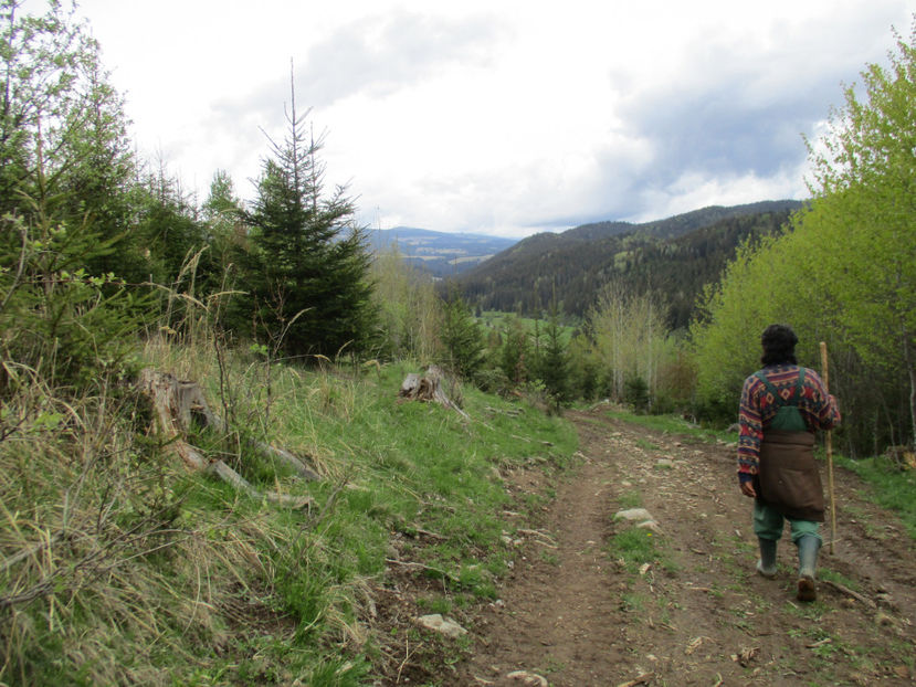 jos Poiana Tinoasei - Urcatul la Stana Dealul Alb 2017 primavara