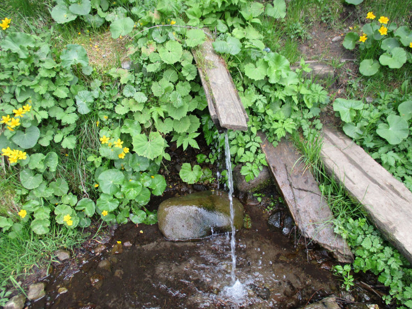 izvorul  cu apa ca lumea - Urcatul la Stana Dealul Alb 2017 primavara