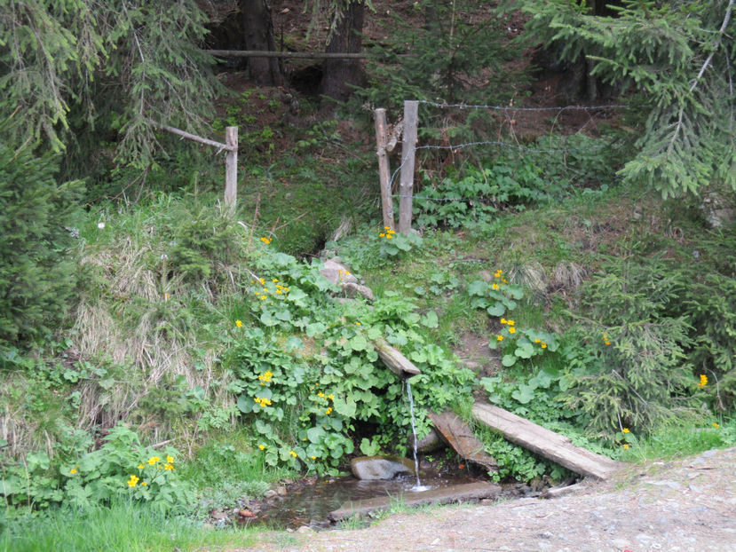 izvorul cel rece - Urcatul la Stana Dealul Alb 2017 primavara