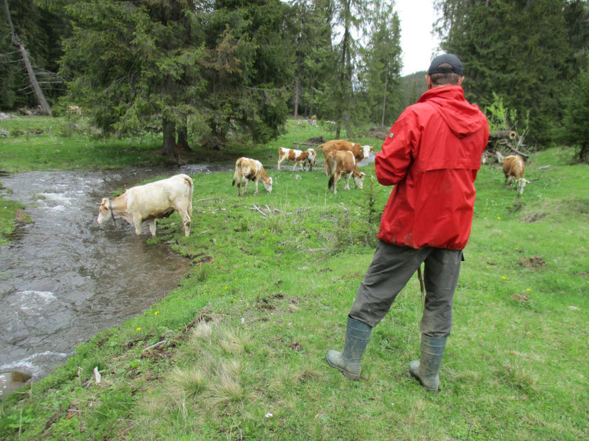 la adapat-4gk - Urcatul la Stana Dealul Alb 2017 primavara