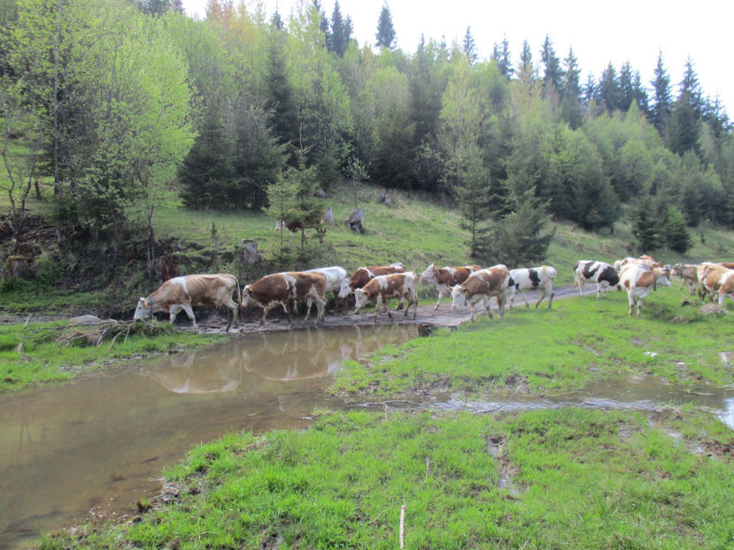 La apa-t67 - Urcatul la Stana Dealul Alb 2017 primavara