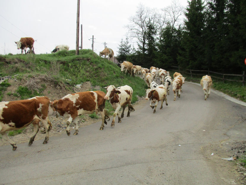 la calea ferata - Urcatul la Stana Dealul Alb 2017 primavara