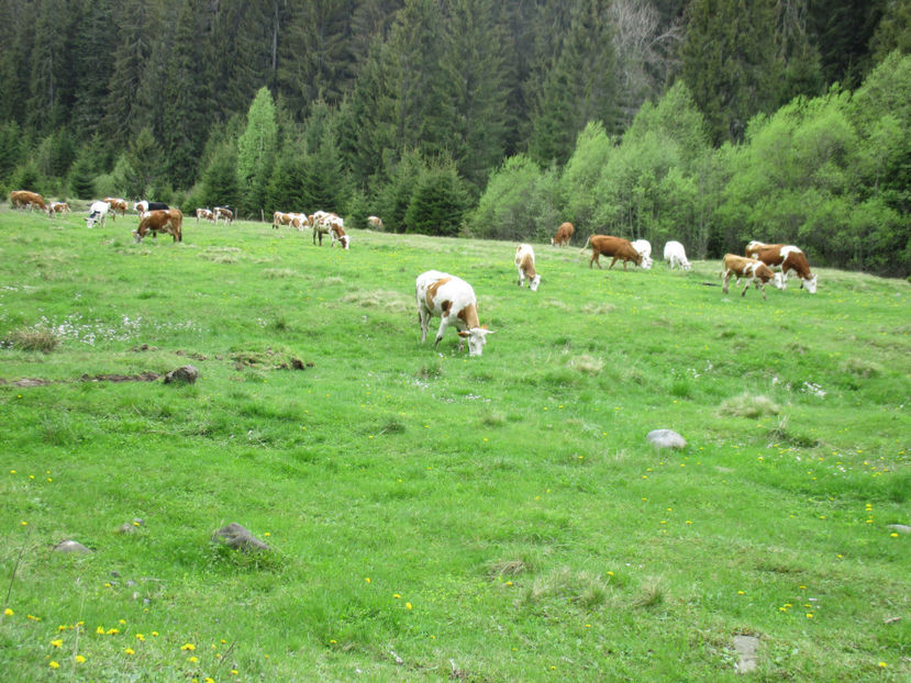 la iarba proaspata - Urcatul la Stana Dealul Alb 2017 primavara