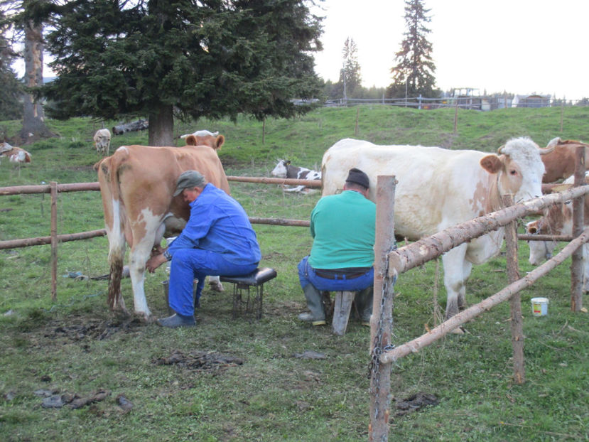 la muls cu totii - Urcatul la Stana Dealul Alb 2017 primavara