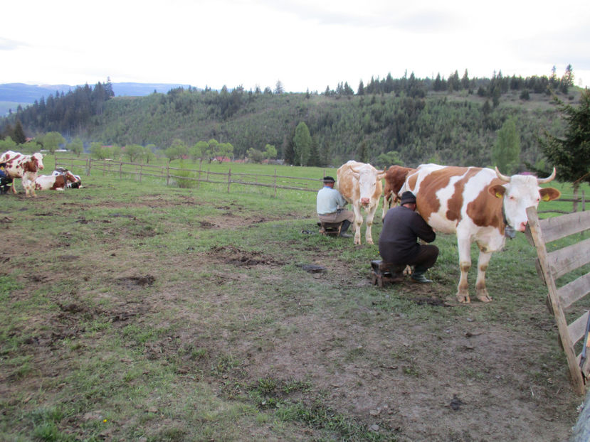 La muls-2 - Urcatul la Stana Dealul Alb 2017 primavara