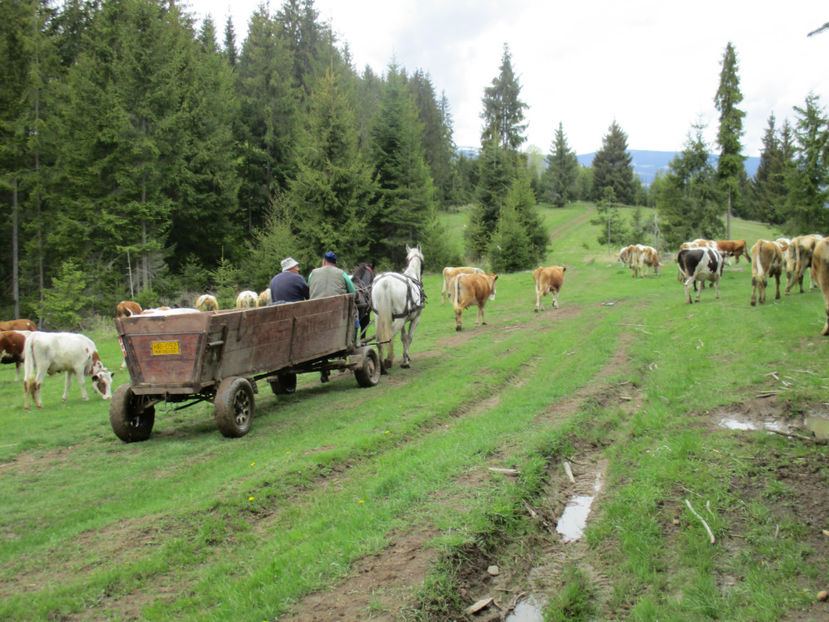 La povesti in caruta - Urcatul la Stana Dealul Alb 2017 primavara