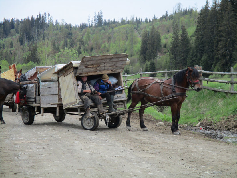 La stana lui Sandu Voda-4 - Urcatul la Stana Dealul Alb 2017 primavara