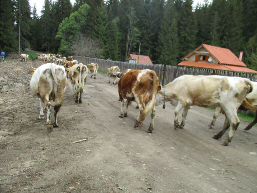 langa cabanile frumoase - Urcatul la Stana Dealul Alb 2017 primavara