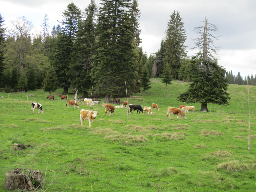 langa Stana -bt6 - Urcatul la Stana Dealul Alb 2017 primavara