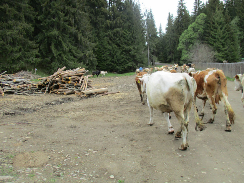 Lemne de fag-3 - Urcatul la Stana Dealul Alb 2017 primavara