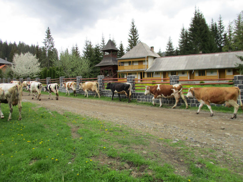 locuri frumoase-bd5 - Urcatul la Stana Dealul Alb 2017 primavara