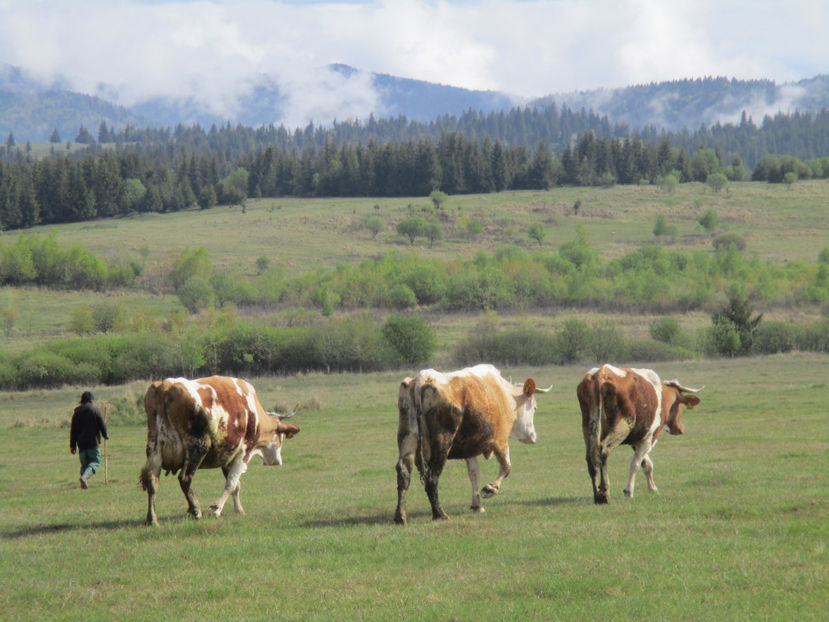 loc cu salcii pt capre - Urcatul la Stana Dealul Alb 2017 primavara