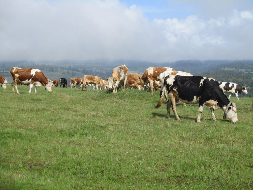 Mai pasc vacile-bx6 - Urcatul la Stana Dealul Alb 2017 primavara