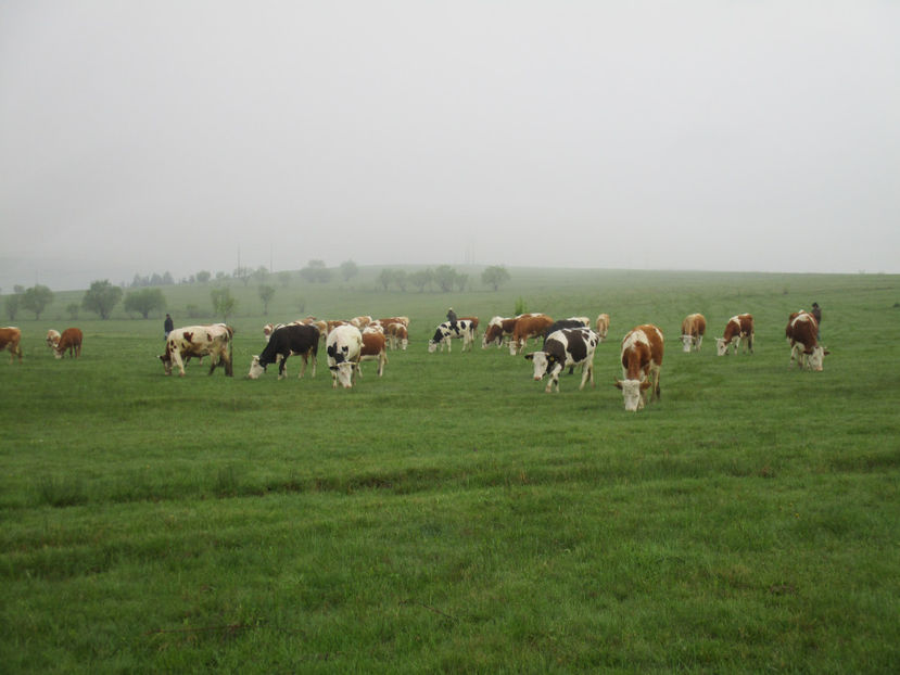 Mai pasc vacile-uv6 - Urcatul la Stana Dealul Alb 2017 primavara