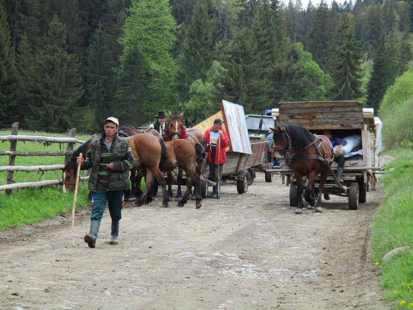 Mai vin si altii cu Stana - Urcatul la Stana Dealul Alb 2017 primavara