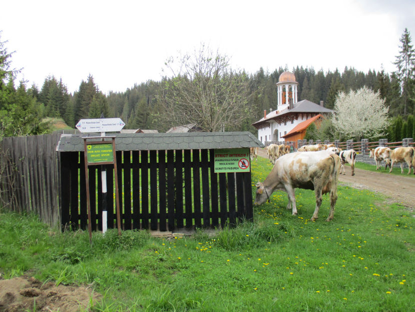 Manastirea-vf6 - Urcatul la Stana Dealul Alb 2017 primavara