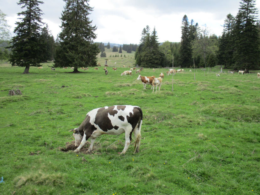 Margareta vitica-5gfd - Urcatul la Stana Dealul Alb 2017 primavara