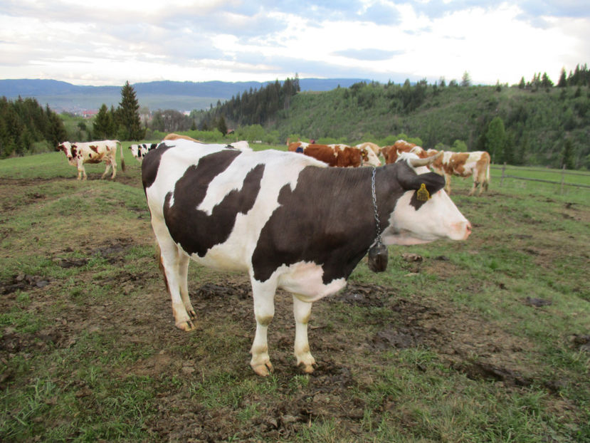 Margareta-1 - Urcatul la Stana Dealul Alb 2017 primavara