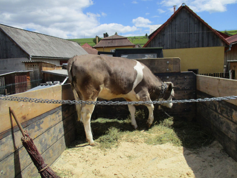 merge la Stana-3 - Urcatul la Stana Dealul Alb 2017 primavara