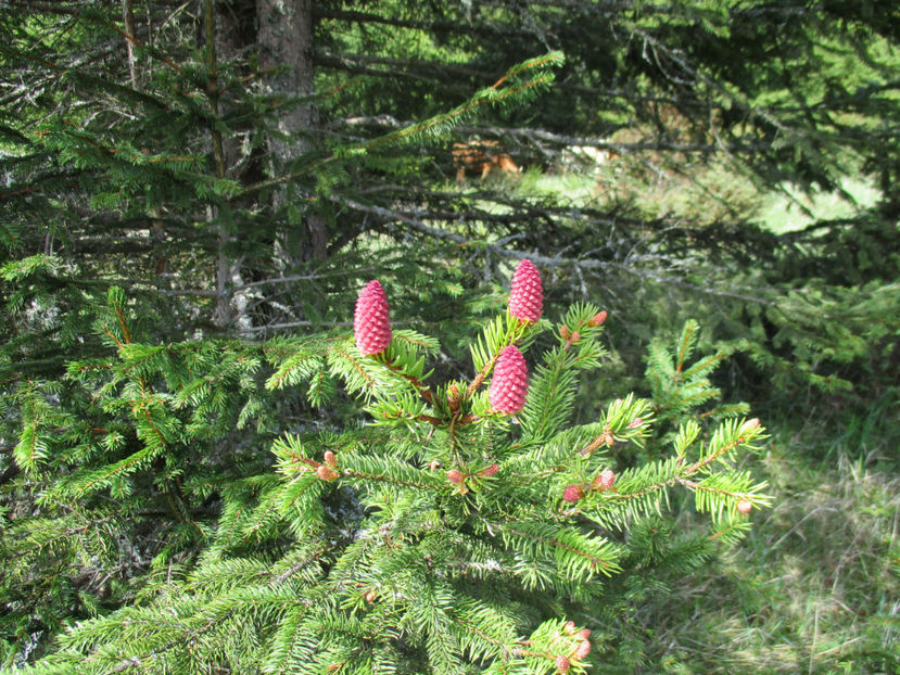 muguri buni de molid - Urcatul la Stana Dealul Alb 2017 primavara