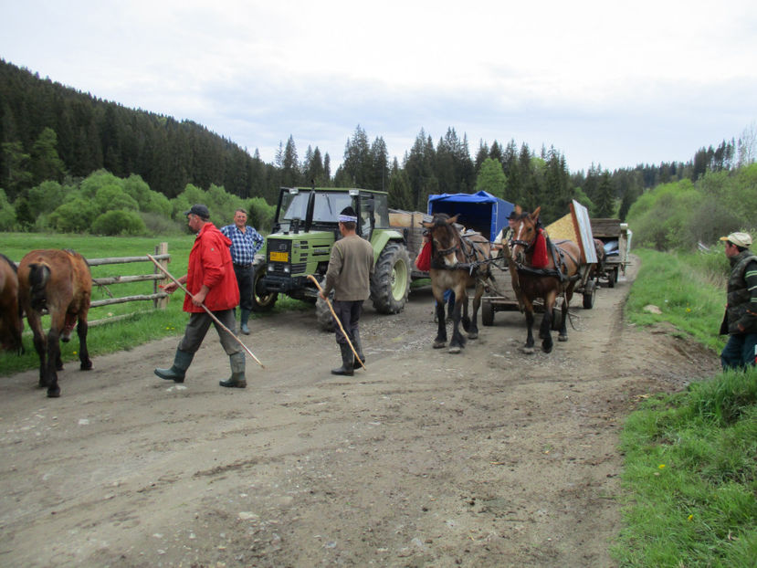 Ne fac loc - Urcatul la Stana Dealul Alb 2017 primavara