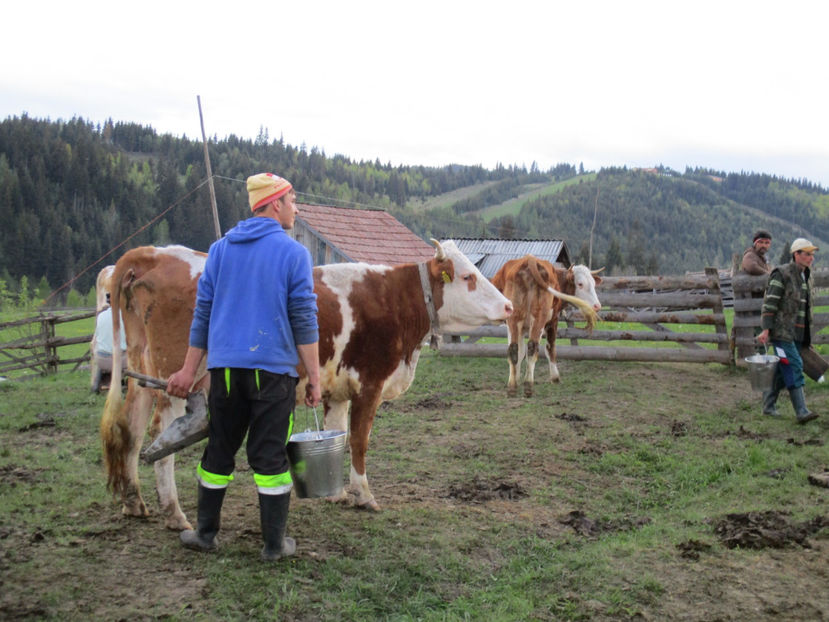 Ne grabim - Urcatul la Stana Dealul Alb 2017 primavara