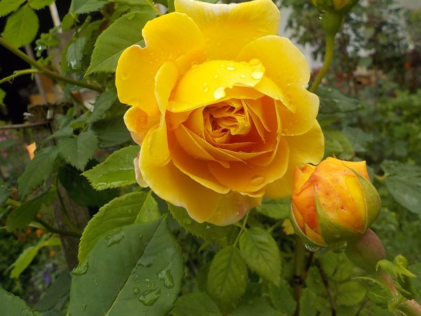  - golden celebration