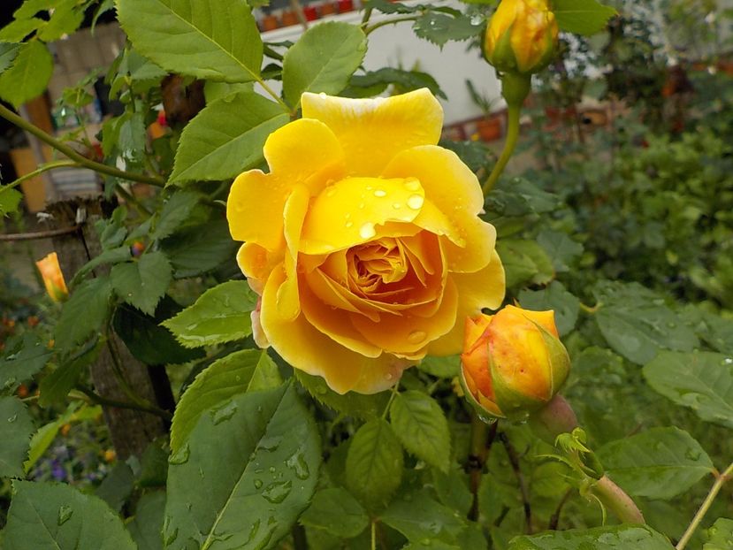  - golden celebration