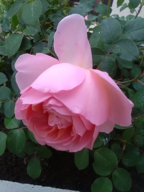  - Dames de Chenonceau