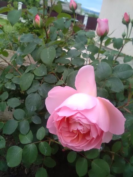  - Dames de Chenonceau