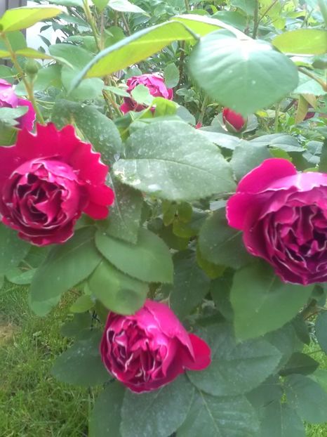  - Baron Jirod de L Ain