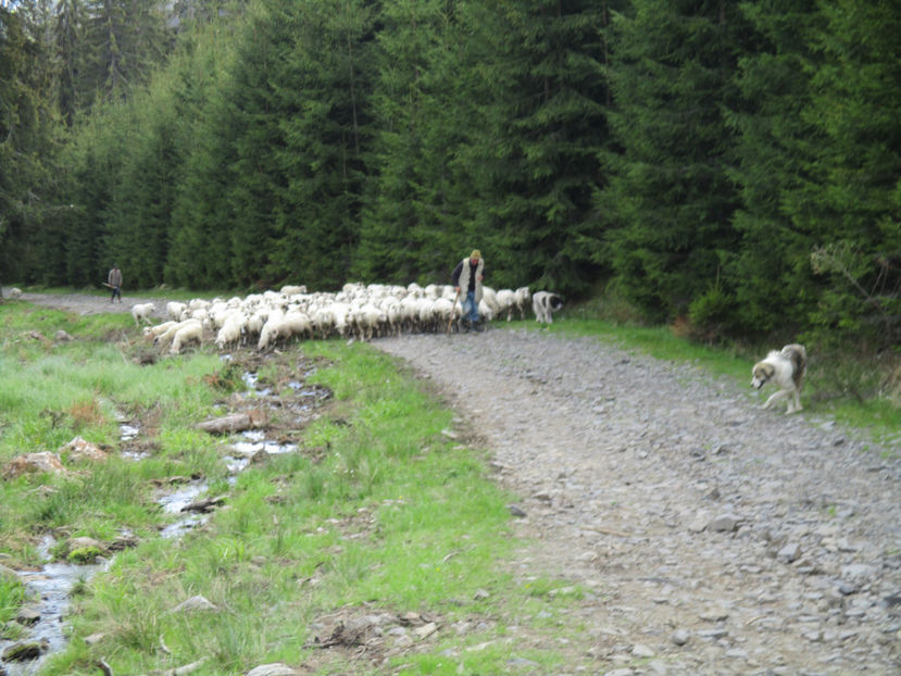 oitele la drum - Urcatul la Stana Dealul Alb 2017 primavara