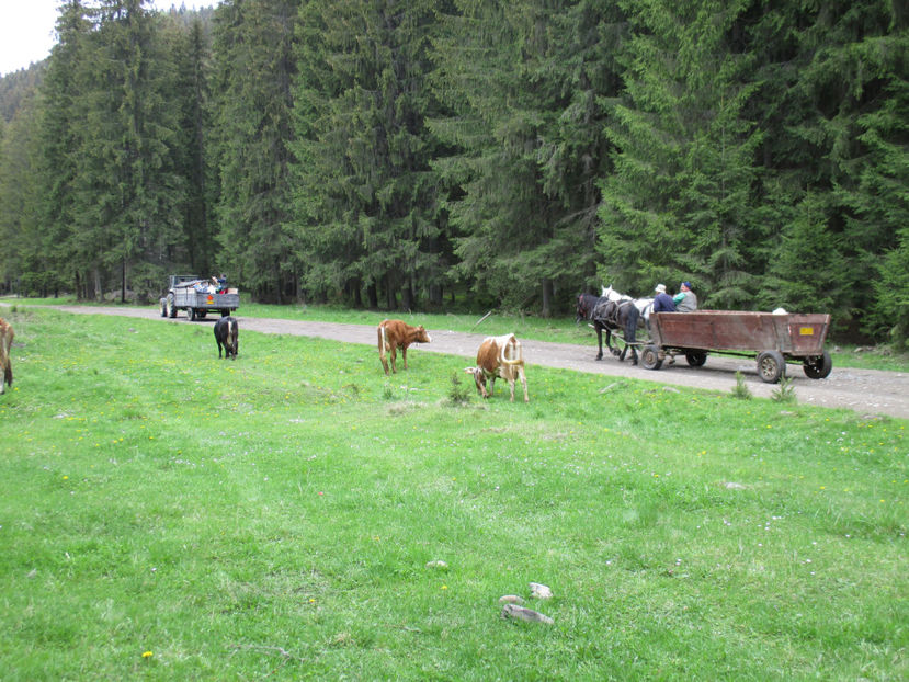 noi mai ramanem - Urcatul la Stana Dealul Alb 2017 primavara