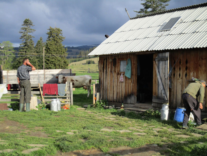 nori in Calimani-4e - Urcatul la Stana Dealul Alb 2017 primavara