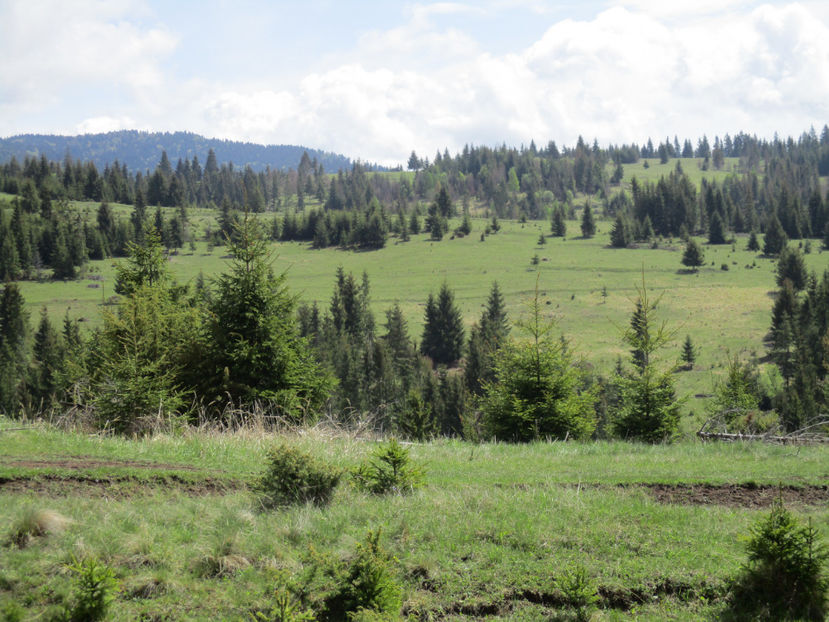 Paduri frumoase de molid-7ss - Urcatul la Stana Dealul Alb 2017 primavara