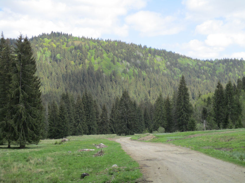 paduri inverzite bine-h - Urcatul la Stana Dealul Alb 2017 primavara