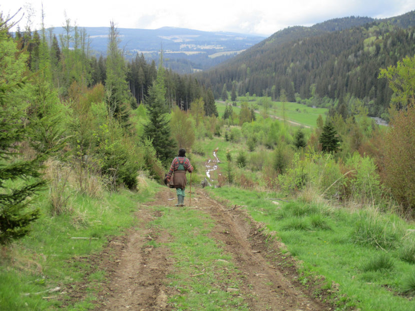 Paduri si locuri frumoase-5y - Urcatul la Stana Dealul Alb 2017 primavara